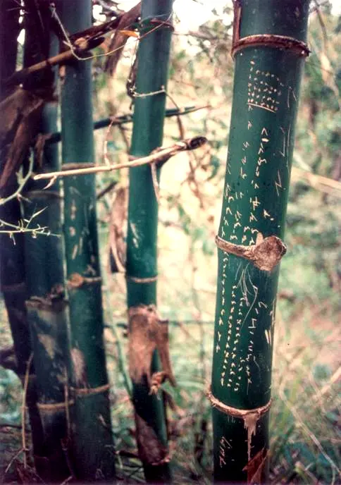 The ambahan, an indigenous Hanunuo Mangyan poem, inscribed in Surat Mangyan script on living bamboo